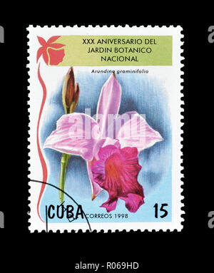 Storniert Briefmarke gedruckt von Kuba, zeigt, dass Arundina graminifolia Orchidee, circa 1998. Stockfoto