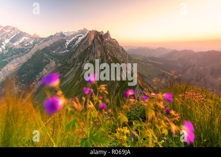 Wilde Blumen auf schafler mit dem felsigen Gipfel Santis im Hintergrund, Appenzell Innerrhoden, Schweiz, Europa Stockfoto