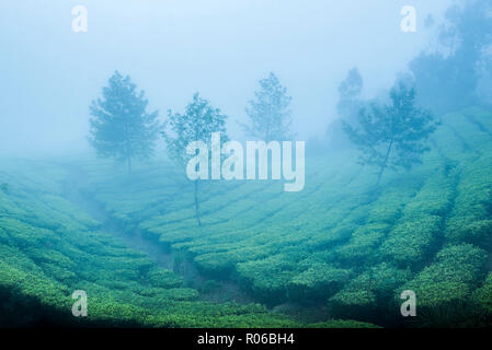 Teeplantagen im Nebel, Munnar, Western Ghats Berge, Kerala, Indien, Asien Stockfoto
