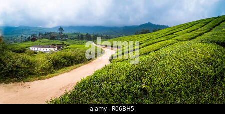 Teeplantagen Landschaft in der Nähe von Suhl in der Western Ghats Berge, Kerala, Indien, Asien Stockfoto