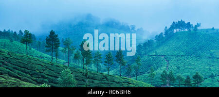 Munnar, Western Ghats Berge, Kerala, Indien, Asien Stockfoto