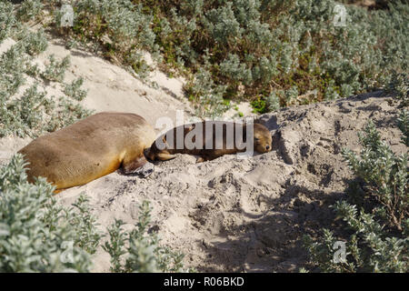 Wild baby Australische Seelöwe ruht auf Sand im Seal Bay Conservation Park, Kangaroo Island, Australien, Pazifik Stockfoto