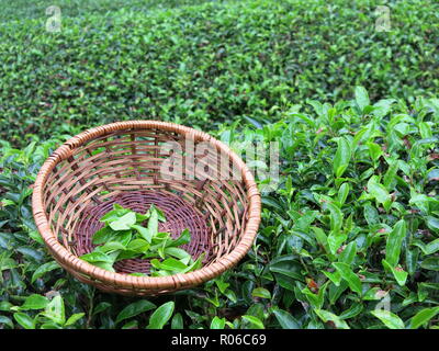 Close-up einen Korb für die Ernte der jungen Triebe von camellia Pflanzen wachsen in den Tee um Obubu Kaffee Farm, Wazuka, in der Nähe von Kyoto, Japan Stockfoto