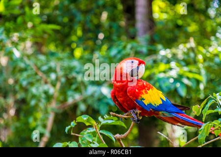 Eine hellrote Ara im Copan Ruinen, Copan, Honduras, Mittelamerika Stockfoto