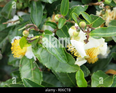 In der Nähe des gelben Blumen auf kamelie Pflanzen wachsen in den Tee um Obubu Kaffee Farm, Wazuka, in der Nähe von Kyoto, Japan Stockfoto