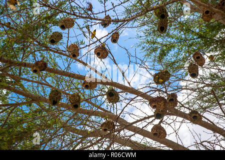 Baum mit vielen Nester von weaverbirds im Tsavo Nationalpark in Kenia Stockfoto