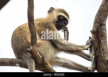 Meerkatze im Tsavo Ost Nationalpark, Kenia Stockfoto