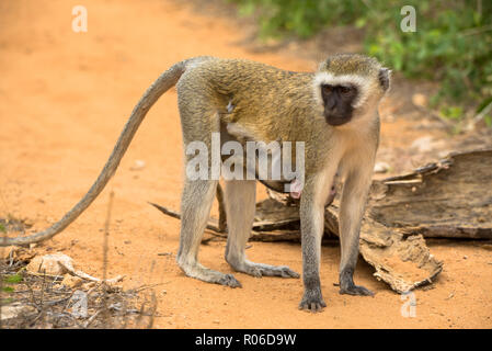 Meerkatze mit Baby im Tsavo Nationalpark in Kenia Stockfoto