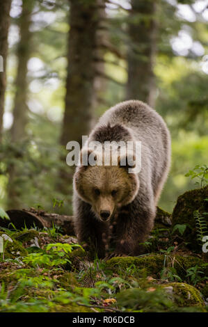 Ein europäischer Braunbär (Ursus arctos) zu Fuß in Richtung der Kamera, Slowenien, Europa Stockfoto