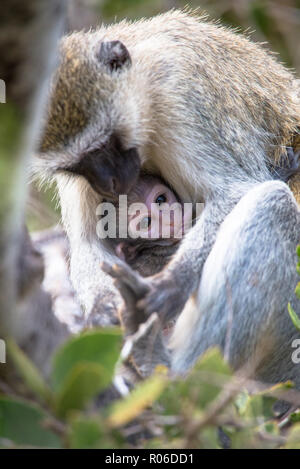 Meerkatze mit Baby im Tsavo Nationalpark in Kenia Stockfoto