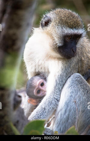 Meerkatze mit Baby im Tsavo Nationalpark in Kenia Stockfoto