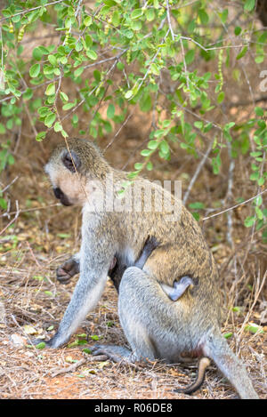 Meerkatze mit Baby im Tsavo Nationalpark in Kenia Stockfoto