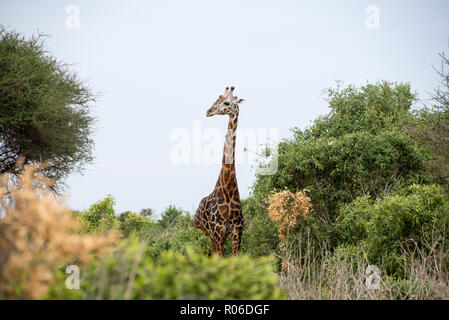 Giraffe im Tsavo Ost Nationalpark, Kenia Stockfoto