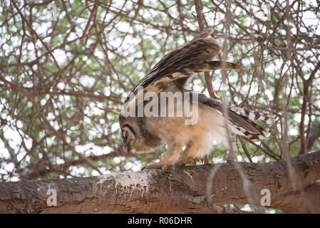 Riesiger Adler Eule im Baum im Tsavo Ost Nationalpark, Kenia Stockfoto