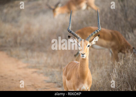 Die Antilope im Tsavo Ost Nationalpark, Kenia Stockfoto