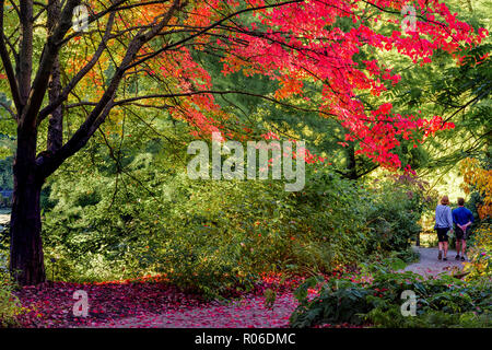 Paar auf dem Weg mit Herbst Farbe, VanDusen Botanical Garden, Vancouver, British Columbia, Kanada Stockfoto