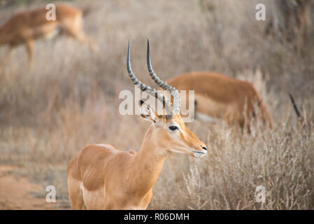 Die Antilope im Tsavo Ost Nationalpark, Kenia Stockfoto