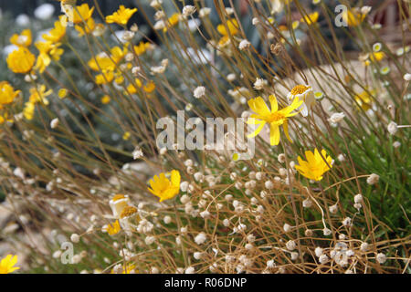Gelbe Wildblumen durch winzige weiße Blumen umgeben Stockfoto