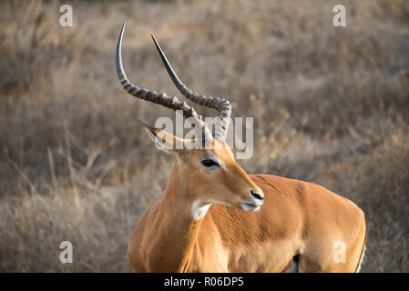 Die Antilope im Tsavo Ost Nationalpark, Kenia Stockfoto