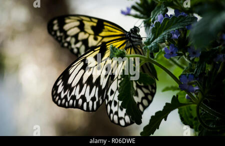 Ein empfindliches Papier Kite (Idea leuconoe) Schmetterling ruht und Feeds von violetten Blüten in einem grünen Dschungel Umgebung Stockfoto