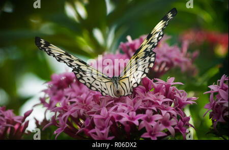 Ein empfindliches Papier Kite (Idea leuconoe) Schmetterling ruht und Feeds von rosa Blüten in einem grünen Dschungel Umgebung Stockfoto