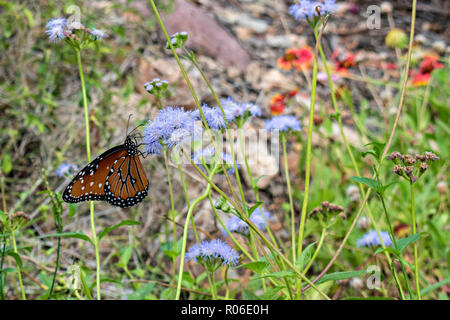 Arizona Sonora Desert Museum. Tucson, Arizona, USA Stockfoto