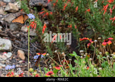 Arizona Sonora Desert Museum. Tucson, Arizona, USA Stockfoto