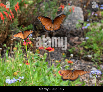 Arizona Sonora Desert Museum. Tucson, Arizona, USA Stockfoto