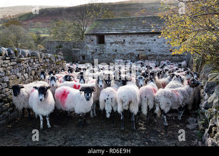 Swaledale und andere Rassen von Schafen auf der Alm bei Yockenthwaite, Langstrothdale, Yorkshire Dales National Park, Großbritannien Stockfoto