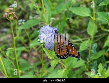 Arizona Sonora Desert Museum. Tucson, Arizona, USA Stockfoto