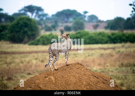 Gepard in Tsavo Ost Nationalpark, Kenia, Afrika Stockfoto