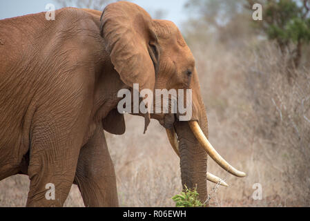 Elefant im Tsavo Nationalpark, Kenia Stockfoto