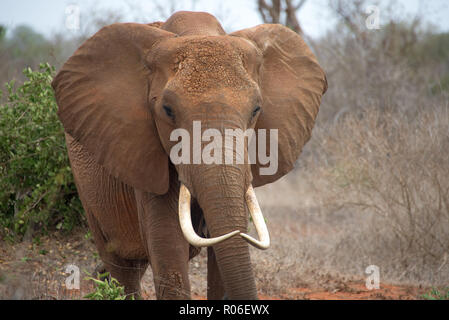 Wütender Elefant im Tsavo Nationalpark, Kenia Stockfoto