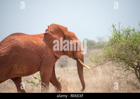 Elefant im Tsavo Nationalpark, Kenia Stockfoto