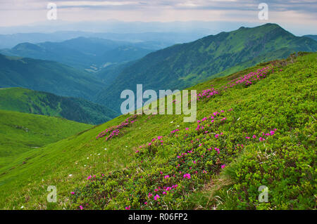 Tal umgeben von majestätischen grünen Bergen Hügel im grünen üppigen Gras bedeckt. Viele rosa blühenden Rhododendron Blumen auf einem grasigen Hang. Tag Sommer Stockfoto