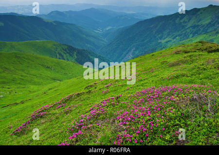 Tal umgeben von majestätischen grünen Bergen Hügel im grünen üppigen Gras bedeckt. Viele rosa blühenden Rhododendron Blumen auf einem grasigen Hang. Tag Sommer Stockfoto