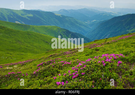 Tal umgeben von majestätischen grünen Bergen Hügel im grünen üppigen Gras bedeckt. Nahaufnahme von vielen rosa blühenden Rhododendron Blumen. Tag Sommer im Juni Stockfoto