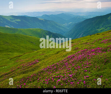 Tal umgeben von majestätischen grünen Bergen Hügel im grünen üppigen Gras bedeckt. Nahaufnahme von vielen rosa blühenden Rhododendron Blumen. Tag Sommer im Juni Stockfoto