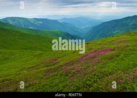 Panorama von Tal umgeben von majestätischen grünen Bergen Hügel im grünen üppigen Gras bedeckt. Viele rosa blühenden Rhododendron Blumen. Tag Sommer im Ju Stockfoto