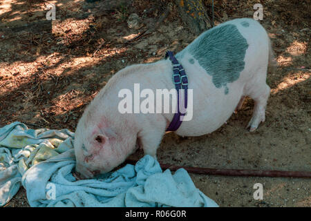 Schwein an der Leine auf der Erde. Stockfoto