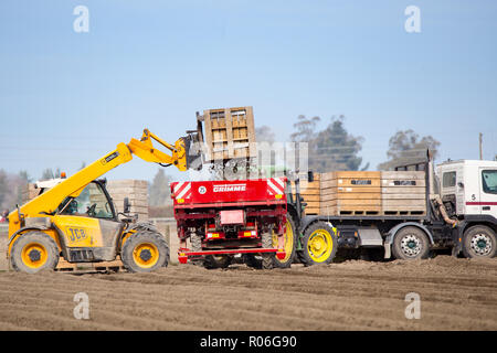 Temuka, Canterbury, Neuseeland - 14. September 2018: eine sämaschine ist mit Kartoffeln in einem frisch gepflügten Feld ausgesät werden aufgefüllt Stockfoto