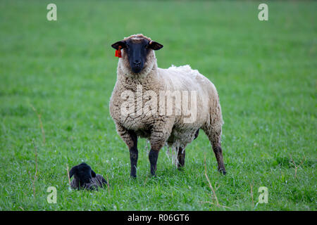 Eine Mutter suffolk Ewe mit ihrem kleinen Schwarzen Lamm in der Wiese Stockfoto