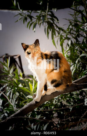 Bilder von der hübschen Katze als Haustier in Aussicht Stockfoto