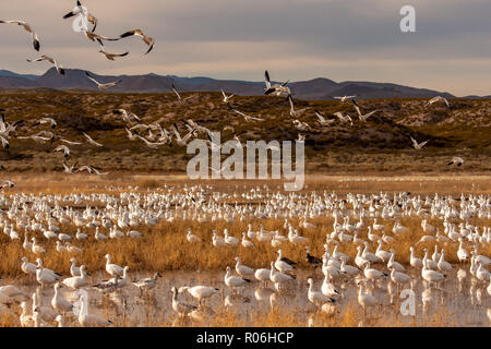 Bosque Del Apache in Neu Mexiko dient als Winter Gründe für die Migration von Kanadakranichen und Schnee Gänse Stockfoto