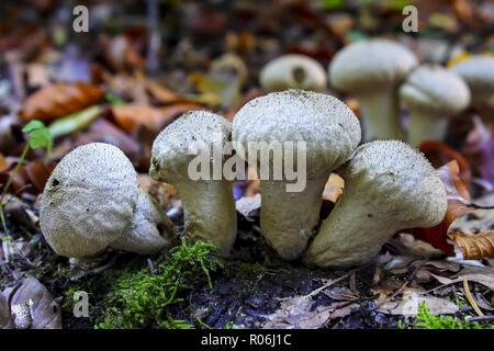 Gemeinsame Puffball, Lycoperdon perlatum, Bayern, Deutschland, Europa Stockfoto