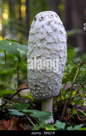 Shaggy mane, Coprinus comatus, Bayern, Deutschland, Europa Stockfoto