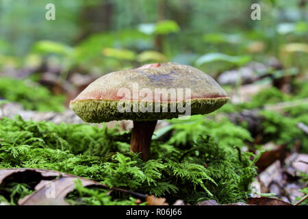 Rote Risse bolete, Rot - rissig Xerocomellus chrysenteron bolete, Syn. Steinpilze, chrysenteron Versipellis chrysenteron, Suillus chrysenteron, Bayern, Stockfoto