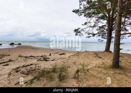 Ostsee mit Treibholz am Strand Stockfoto