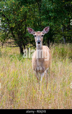 Rotwild in der Wüste in der Nähe von Whitefish Lake, Montana Stockfoto