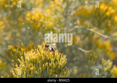 Biene, die Landung auf einer Blume Stockfoto
